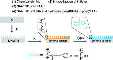Process for grafting stimuli-responsive polymer (poly(NIPAAm) or poly(MAA)) from SiNWAs.