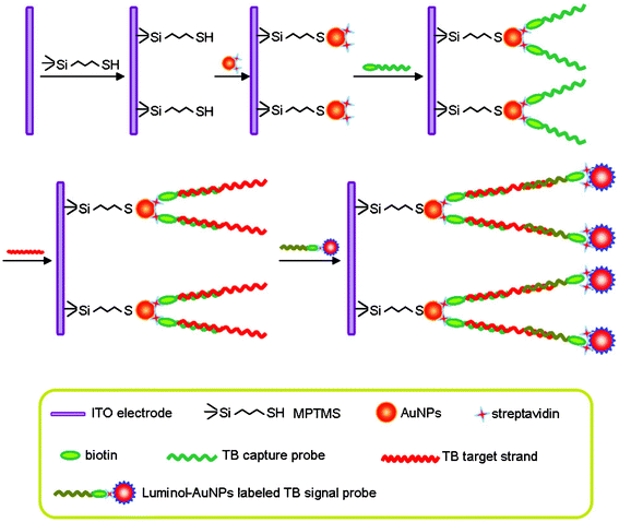 Schematic illustration of the proposed TB sensor.