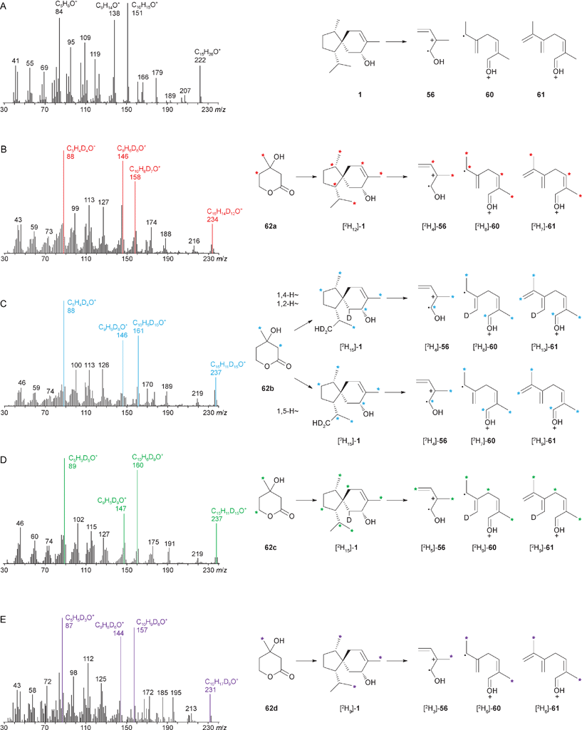 EI mass spectra and diagnostic ions determined by GC-EI-MS and GC-EI-HRMS of 1 (A), of [2H12]-1 after feeding of 62a (B), of [2H15]-1 after feeding of 62b (C), of [2H15]-1 after feeding of 62c (D), and of [2H9]-1 after feeding of 62d. Isotopomers of 1 obtained in feeding experiments and their fragment ions. Asterisks indicate completely deuterated carbons.