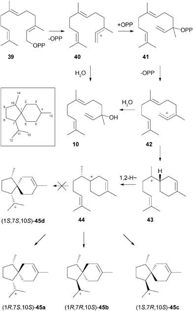 Formation of diastereomeric acorenyl cations from FPP. Carbon numbering of the acoranes is shown in the box.