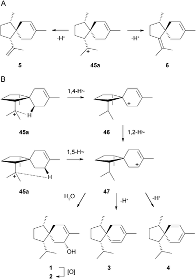 Biosynthesis of 1 and related sesquiterpenes.