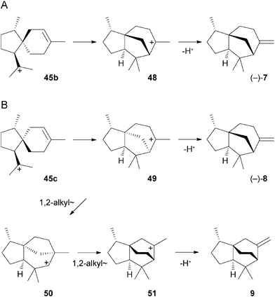 Biosynthesis of (–)-7, (–)-8, and 9.