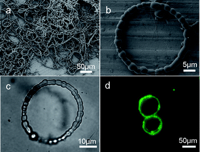 (a) SEM image of the bracelet-like microrings. (b) SEM image of a single microring composed of several tens of cross-linked PVA beads. (c) Optical image of a single microring indicates the thin nanowire within the cross-linked PVA coating. (d) Fluorescent microscopy image of two adjacent microrings.