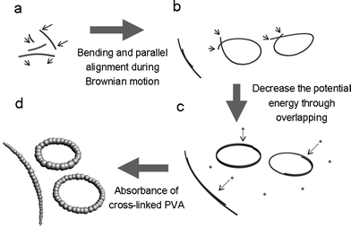 Illustration of the formation mechanism of Cu@PVA microrings. (a) PVA-wrapped Cu nanowires form at the initial stage, they are bent and removed during Brownian motion arbitrarily. (b) Formation of two parallel-aligned nanowires and joining of two ends of one single nanowire under thermal activation. (c) PVA wrapped copper nanowires tend to overlap to decrease the potential energy. (d) Absorption of cross-linked PVA to form bracelet-like microrings.