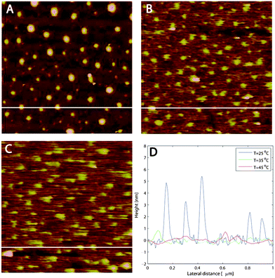 (a–c) AFM images (1 μm × 1 μm) of M1.6C adsorbed onto silanized silica at (a) 25, (b) 35 and (c) 45 °C. (d) Blob sizes for the different temperatures. At each temperature the image was acquired after 30 min of equilibration. The white horizontal lines in (a–c) correspond to the height distributions in (d).