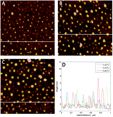 (a–c) AFM images (1 μm × 1 μm) of HP0.12M1.57C adsorbed onto silanized silica at (a) 25, (b) 35 and (c) 45 °C. (d) Blob sizes for the different temperatures. At each temperature the image was acquired after 30 min of equilibration. The white horizontal lines in (a–c) correspond to the height distributions in (d).