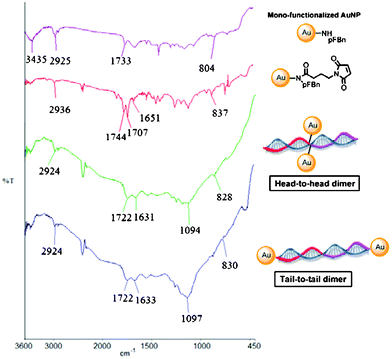 Stacked FT-IR spectra of the mono-functionalized AuNP, mono-maleimido functionalized AuNP, head-to-head dsDNA–AuNP dimer and the tail-to-tail dsDNA–AuNP dimer.