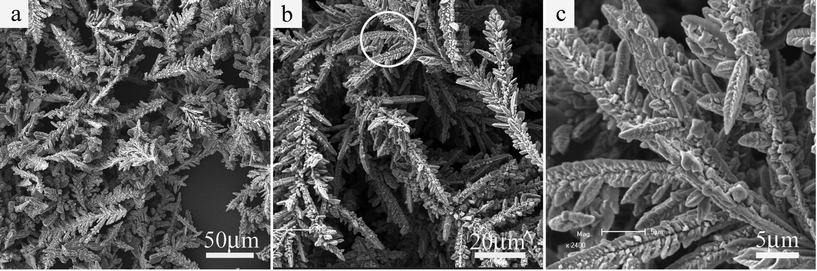 (a) Low-magnification and (b) high-magnification SEM images of the as-prepared Co hyperbranches obtained at 110 °C for 24 h. (c) Enlarged SEM image of an individual Co hyperbranch based on the circular region marked on Fig. 2(b).