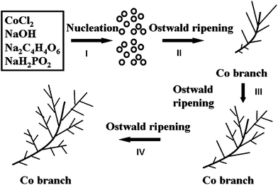 Schematic illustration of the possible formation process of hierarchical Co hyperbranches.