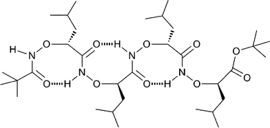 Typical helical structure (1.88 helix) of an α-aminoxy peptide.
