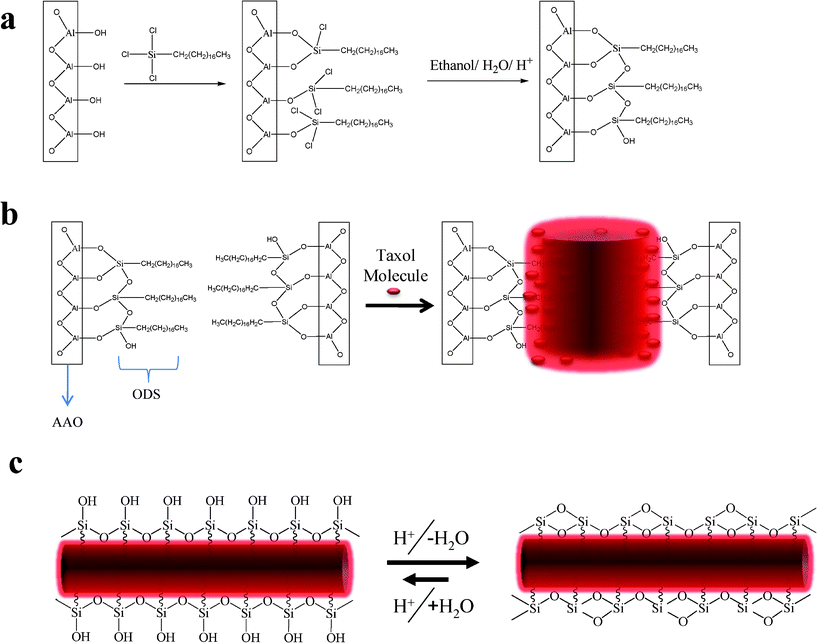 a) Reaction of the AAO template surface –OH groups with OTS to yield a covalently decorated SF-AAO template. b) Taxol molecules solvent annealed inside SF-AAO template. The lipophilic nature of the molecule will incorporate the n-Octadecyl chain in the structure of the nanowire. c) After removing the template the ODS will remain tethered to the Taxol nanowire with the formation of Si–OH surface in equilibrium with Si–O–Si.