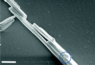 Fused 55 nm SM-TNs. Bottom circle reveals the presence of individual 55 nm nanowires before fusing to generate larger diameter nanowires. Scale bar = 1 μm.