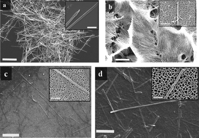 a) SEM image of SM-TN bundles with 200 nm diameter. Scale bar = 20 μm. Inset: close up image of 200 nm SM-TN, scale bar = 1 μm . b) SEM image of 80 nm SM-TNs bundles from a partially etched AAO template. Scale bar = 10 μm. Inset: close up image of 80 nm SM-TN over an AAO template surface, scale bar = 1 μm. c) SEM image of 55 nm SM-TNs over AAO template. Scale bar = 2 μm. Inset: close up image of 55 nm SM-TN, scale bar = 500 nm. d) SEM image of 35 nm SM-TNs over AAO template. Scale bar = 500 nm. Inset: close up image of 35 nm SM-TN, scale bar = 200 nm.