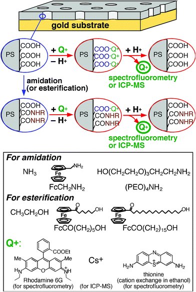 Experimental procedures for amidation/esterification of surface –COOH groups and measurements of surface free –COOH groups with monovalent probe cations (Q+) via cation exchange processes. Amine and alcohol reactants employed for nanopore surface modification were also shown.