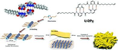 Suggested processes of the formation of the ribbon-shaped aggregates in the bulk state.