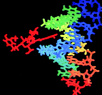 
            Cistanoside C (left side in red) docks into the minor groove of DNA with telomere sequence (TTAGGG)3 (right side).