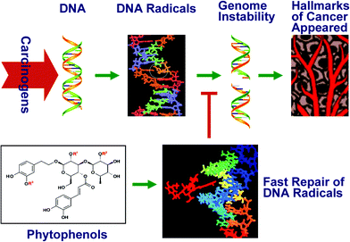 Graphical illustration of the fast repair activity suppressing the hallmarks of cancer.