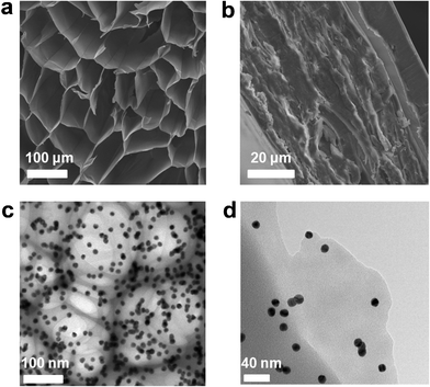 
          SEM characterization shows (a) the vertical section of aerogel–AuNP24nm, indicating a honeycomb structure constructed by loosely stacked micro-flakes and retains a poriferous aerogel skeleton, (b) cross section of the plasmonic nanopaper–AuNP24nm after drying and compression; TEM characterization of aerogel-AuNP13nm indicates (c) monodispersed AuNPs well-incorporated in the honeycomb structures and (d) a mono-layer flake.