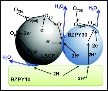 Schematic of the possible reaction pathways for the LSCF-BZPY30 cathode. The active area where the cathode reaction can take place is highlighted in blue.