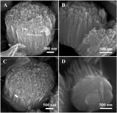 Typical SEM images of GSAN from multiple viewpoints: (A) side, (B) section, (C) front and (D) back view.