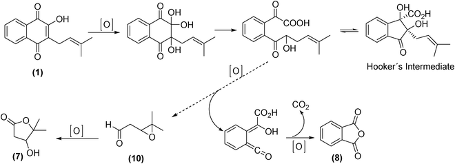 Mechanistic proposal for the formation of lactone 7.