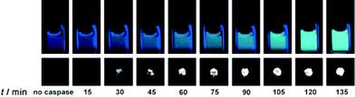 Time-dependent fluorescence images (upper, 10 μM) and 19F MR phantom images (lower, 1 mM) of Gd-DOTA-DEVD-AFC incubated with caspase-3. Copyright Wiley-VCH Verlag GmbH & Co. KGaA. Reproduced from ref. 53 with permission.