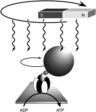 Control of rotation of ATPase by the macroscopic motion of magnetic fields with concurrent ATP synthesis.