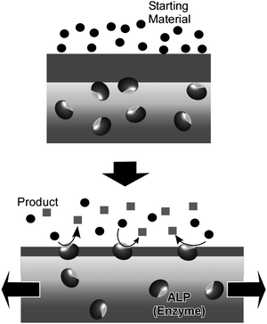 Control by mechanical stretching of activity of enzymes embedded in an LbL assembly.