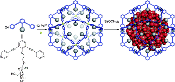 Sol–gel condensation of tetramethoxysilane inside a self-assembled organopalladium sphere produces monodisperse silica nanoparticles. Reproduced with permission.21