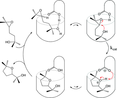 Proposed catalytic cycle for regioselective cyclisation of an epoxyalcohol inside a synthetic cavitand receptor.