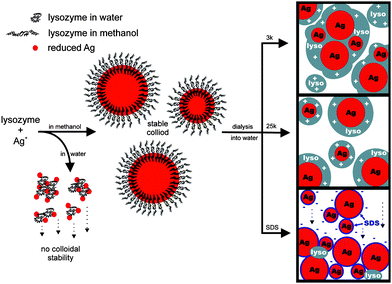 Proposed Ag–lyso nanoparticle formation mechanism.80 Reproduced with permission from American Chemical Society, copyright 2009.
