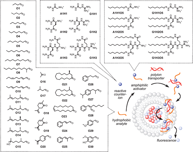 Sensing scheme for fragrance sensing by pattern generation in fluorogenic vesicles. Hydrophobic analytes (e.g., odorants O1–O30) are incubated with hydrophilic reactive counterions (e.g., A1H1–A1H3, G1H1–G1H3) to give amphiphilic counterions (e.g., A1H1O5–A1H3O5, G1H1O5–G1H3O5) that activate polyions (e.g., ctDNA) in lipid bilayer membranes (e.g., fluorogenic vesicles). Citral O11 is a mixture of cis- (neral) and trans-isomers (geranial).