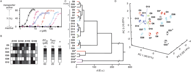 Pattern generation and pattern recognition with cationic hydrazide activators and DNA transporters. (A) Dose response curves for the activation of ctDNA (1.25 μg ml−1) in EYPC-LUVs ⊃ HPTS/DPX with amphiphiles A1H1O5 (+), G1H1O5 (△), A1H2O5 (○), G1H2O5 (◇), A1H3O5 (□), G1H3O5 (×) and O5 (●), (B) 12D pattern generated for 6 odorants with 4 reactive counterions (A1H2, G1H2, A1H3 and G1H3) and three readouts each (from left to right: Effective odorant concentration EC50, the concentration needed to reach YMAX/2, maximal activity YMAX, Hill coefficient n). All data were obtained from Hill analysis of dose response curves for odorants O (variable concentrations) coupled with reactive counterions (constant concentrations, 50 μM (A1H2), 15 μM (G1H2), 30 μM (A1H3) and 5 μM (G1H3) final concentrations) and detected with ctDNA in HPTS/DPX-LUVs (constant concentrations, analog to (A)). (C) HCA dendrogram for 23 odorants, showing the Euclidian distances d between average values from three trials. (D) PCA score plot for 21 odorants (data points are from three independent experiments per analyte, made to determine reproducibility and experimental error, see Table S2). *Measured with 50 μM (A1H2), 30 μM (G1H2), 50 μM (A1H3) and 30 μM (G1H3, final concentrations), off-scale carvones O18/O19 are omitted in (D), see ref. 35 for details.