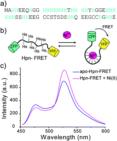 Design of Hpn-FRET. (a) Sequence of Hpn, which is a histidine-rich metallothionein. (b) Hpn sequence is inserted between the FRET partners CFP and YFP. The binding of metals to Hpn results in a conformational change which leads to a change of FRET signal. (c) Fluorescence response of Hpn-FRET to Ni2+. Apo Hpn-FRET is shown in blue, and Hpn-FRET with 6 equiv. Ni2+ is shown in pink.