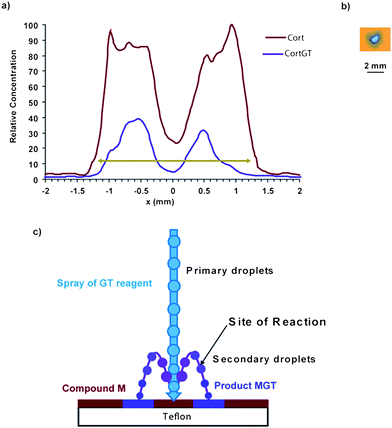 a) Spatial distribution, from the DESI-MS trace, of reagent cortisone M (red) and product MGT (violet) measured after exposure of a spot of cortisone on a Teflon surface (pale green arrow ∼2.4 mm) to GT spray directed at the center of the spot (x = 0). b) Shape and size of the DESI sprayed GT (diameter ∼1.98 mm). Exposure conditions: GT at 50 ppm in MeOH–water 80 : 20 (v/v) with 0.5% of formic acid, incident angle to the horizontal: 90°, flow rate: 5 μL min−1, exposure time: 30 s, tip-to-surface distance: 5 mm, nebulizing gas pressure: 150 psi, high voltage: +1.5 kV; cortisone: 100 ppm, 1.5 μL spotted on Teflon. DESI analysis conditions: spray: GT at 50 ppm in MeOH–water 80 : 20 (v/v) with 0.5% of formic acid, incident angle to the horizontal: 50°, flow rate: 3 μL min−1, gas pressure: 150 psi, high voltage: +4.5 kV, velocity: 200 μm s−1. c) Schematic of the overall progress of the reaction in microdroplet environment during DESI.