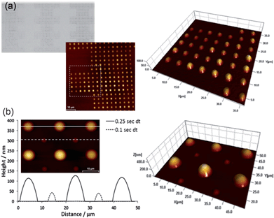 (a) Optical image and overlaid AFM topography images of programmable patterning of PDMS structures by DPN. (b) Overlaid height profile of PDMS spots created by using alternating dwell times of 0.25 and 0.1 s (first two rows). Inset and adjacent image: AFM topography image of PDMS spots used in (b).