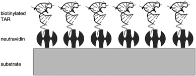 Schematic representation of neutravidin–bTAR binding configuration. The dark grey molecules on the surface are NAv, which bind the biotin in one of the pockets.