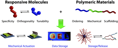 A vision of the combination of responsive molecules and ordering macromolecules. The specificity, orthogonality and tunability of molecular triggers, when mechanically ordered on polymeric scaffolds, enables the production of advanced materials displaying features such as mechanical actuation,13 information storage,33 and storage/release phenomena.41 The promise of the future is grounded in multiresponsive materials capable of functions most often observed in nature. Reproduced in part with permissions from the Nature Publishing Group.13,33