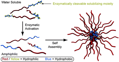 Self-assembling polymer nanostructures.41 Amphiphilicity induced through enzymatic cleavage results in the self-assembly of colloidal nanostructures.