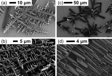 
          SEM images of electrodeposited films of 1 on ITO: (a) initial crystallite formation in concentrated (10 mM) monomer solution with stirring; (b) film morphology from concentrated (10 mM) monomer solution with stirring; (c) initial crystallite formation in dilute (5 mM) monomer solution without stirring; (d) film morphology from dilute (5 mM) monomer solution without stirring.