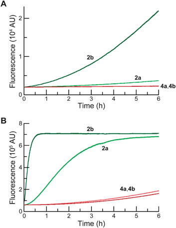 Time course for the spontaneous generation of fluorescence (λex 496 nm, λem 520 nm) from acetate esters 2a and 2b (25 nM), and AM ethers 4a and 4b (25 nM). (A) In DPBS. (B) In DMEM containing 10% v/v FBS.