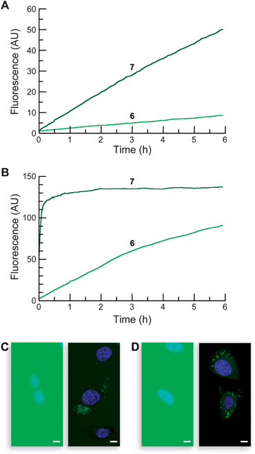 Properties of Tokyo Green-based profluorophores. Time course for the spontaneous generation of fluorescence (λex 496 nm, λem 520 nm) from acetate ester 7 and AM ether 6 (25 nM). (A) In DPBS. (B) In DMEM containing 10% v/v FBS. (C–D) Live-cell imaging experiments with substrates 7 and 6 (10 μM) incubated for 20 min in DMEM–FBS and counterstained with Hoechst 33342 (5% v/v CO2(g), 100% humidity); left panel: wide-field microscopy, right panel: confocal microscopy. (C) Acetate 7. (D) AM ether 6. Scale bar: 10 μm.