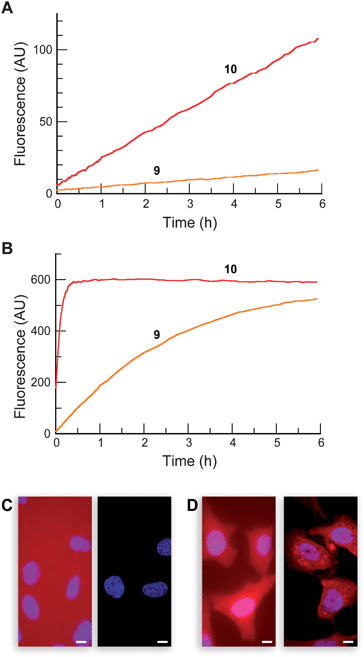 Properties of resorufin-based profluorophores. Time course for the spontaneous generation of fluorescence (λex 572 nm, λem 585 nm) for acetate ester 10 and AM ether 9 (25 nM) in (A) DPBS and (B) DMEM containing 10% v/v FBS. (C–D) Live-cell imaging experiments with substrates 9 and 12 (10 μM) incubated for 20 min in DMEM–FBS and counterstained with Hoechst 33342 (5% v/v CO2(g), 100% humidity); left panel: wide-field microscopy, right panel: confocal microscopy. (C) AM ether 9. (D) AM ether/AM ester 12. Scale bar: 10 μm.