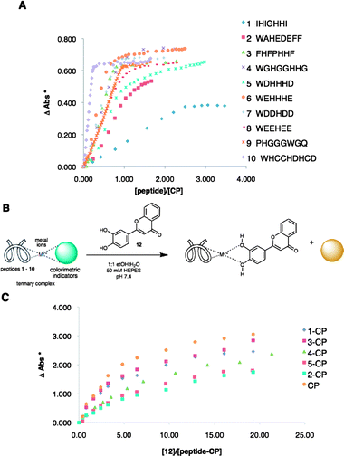 (A) Binding isotherms from the titration of 1 : 1 CP complex with peptides 1 to 10. (B) Indicator displacement of 12 using peptide–CP complexes. (C) Binding curves from the titration of peptide–CP complexes with 12. (* ΔAbs – change in absorbance at 444 nm).