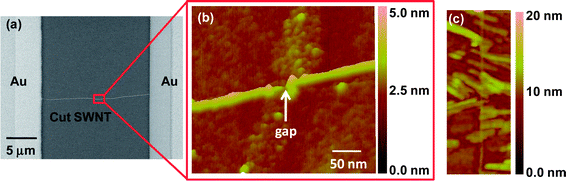 
          Micrographs of an individual SWNT with Au on Cr that has been cut using e-beam lithography and an oxygen plasma. (a) SEM micrograph of the SWNT after oxidatively cutting. (b) Tapping-mode AFM image of the gap cut into the SWNT. Inset shows the height profile of the isolated tube. The diameter of the SWNT is ∼2.6 nm, estimated from the height profile. (c) Tapping-mode AFM image of the device after CuPc monolayer deposition. The image is 350 nm × 900 nm in size. Inset shows the height profile of the image, which shows the average monolayer height of ∼1.3 nm.
