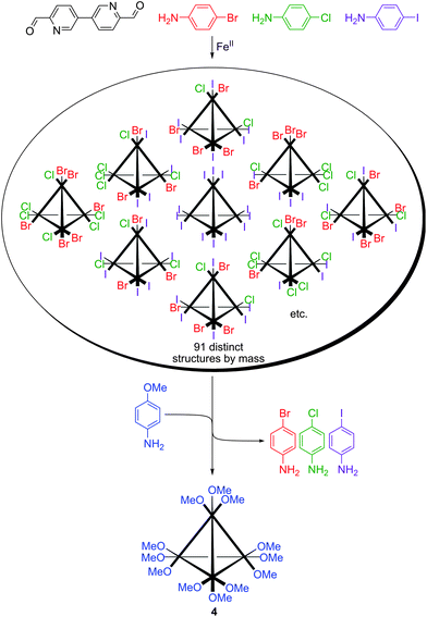 A library of heteroleptic tetrahedral cages and its transformation to a single homoleptic cage 4 upon aniline substitution.