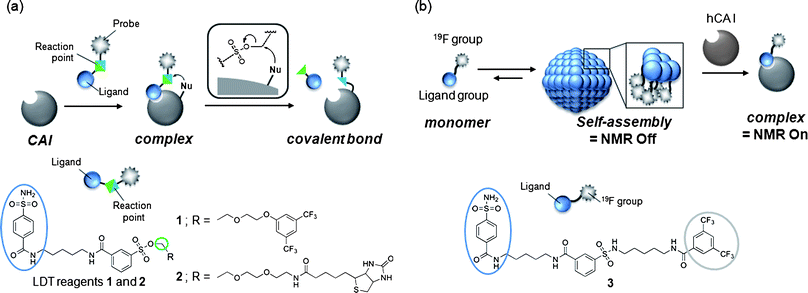 (a) Schematic of ligand-directed tosyl (LDT) chemistry for protein labeling and molecular structures of LDT reagents 1 and 2. (b) Schematic of the self-assembling 19F NMR probe for protein imaging and molecular structure of 19F-carrying protein imaging probe 3.