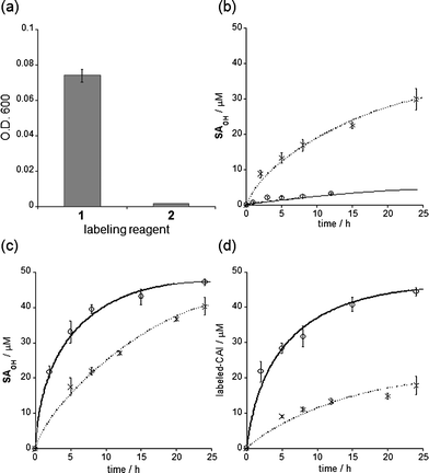 
            Self-assembly properties, hydrolysis rates and labeling efficiencies of LDT reagents 1 and 2. (a) Optical density (O.D.) at 600 nm of an aqueous solution containing each reagent (25 μM). Experiments were performed in triplicate to obtain mean and standard deviation values (shown as error bars). (b) Time profiles of hydrolysis of 1 (○) and 2 (◆) in buffer solution at 37 °C. The hydrolysis product SAOHOH was detected using HPLC. Fitting curves generated using eqn (1) (see Experimental section) are shown as lines. (c) Time profiles of the generation of the SAOHOH fragment during labeling experiments. The labeling reaction was carried out as shown in (d), and the SAOHOH fragment was detected using HPLC. Fitting curves generated using eqn (2), given in the Experimental section, are shown as lines. (d) Time profiles of CAI labeling (50 μM) with 1 (○) and 2 (◆) (50 μM) in buffer solution at 37 °C. The labeling reaction was monitored by MALDI-TOF MS analysis. Fitting curves generated using eqn (3), described in the Experimental section, are shown as lines. All experiments in (b–d) were performed in triplicate to obtain mean and standard deviation values (shown as error bars).