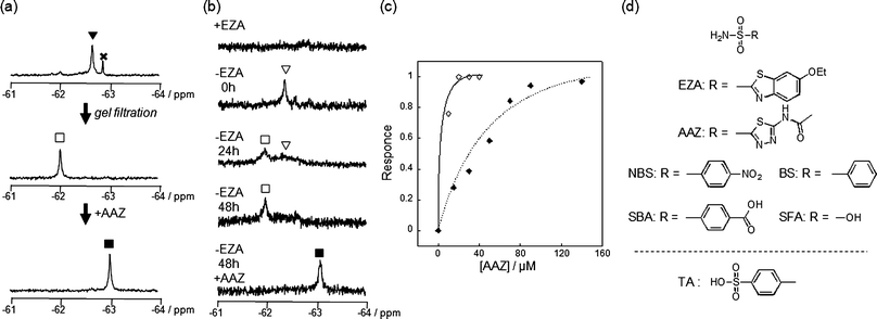 Conversion of CAI and endogenously expressed CAI (eCAI) to a NMR-based semisynthetic biosensor. (a) 19F NMR spectra of the post-in vitro-labeling solution containing CAI (150 μM) and 1 (300 μM) before (top) and after (middle) purification by gel filtration. To the purified FB-CAI solution was added AAZ (bottom). (b) 19F NMR spectra of a RBC suspension containing 1 with (top spectrum) or without (the middle three spectra) EZA. After 48 h incubation, AAZ was added to the post-in-cell-labeling suspension (bottom spectrum). (c) Quantitative NMR detection of AAZ by FB-(e)CAI in vitro (◇) and in RBCs (◆). The response shown on the y axis is defined as the relative area of peak ■ (FB-CAIAAZ) divided by the sum of the relative areas of peak □ (FB-CAI) and ■ and was plotted against the concentration of AAZ. (d) Molecular structures of CAI inhibitors used in this study. The abbreviations are as follows: EZA, 6-ethoxy-2-benzothiazolesulfonamide; AAZ, acetazolamide; NBS, 4-nitrobenzenesulfonamide; SBA, 4-sulfamoylbenozic acid; BS, benezenesulfonamide; SFA, sulfamic acid; TA, 4-toluenesufonic acid.