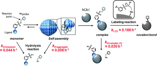 Overall scheme of the self-assembly, hydrolysis and labeling processes in 1-mediated CAI labeling.